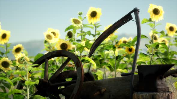 Old Vintage Style Scythe and Sunflower Field