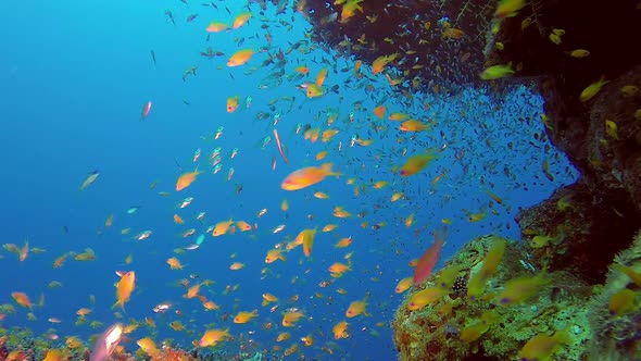 Underwater Sea Coral Reef