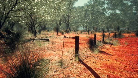 Dingoe Fence in the Australian Outback