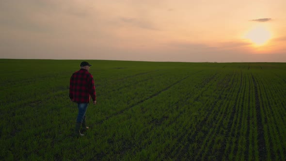 Back an Elderly Male Farmer in a Hat Stands at Sunset and Looks Into the Distance