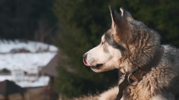 Close up beautiful Wolf dog yawns while sitting near conifers forest during winter time