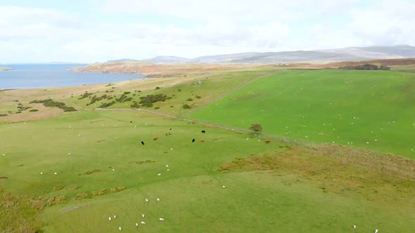 Scottish Highland fiScottish Highland field by the sea with cattleeld by the sea with cattle