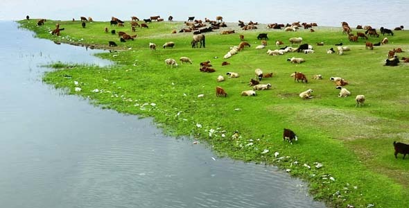 Animals Grazing On River Bank