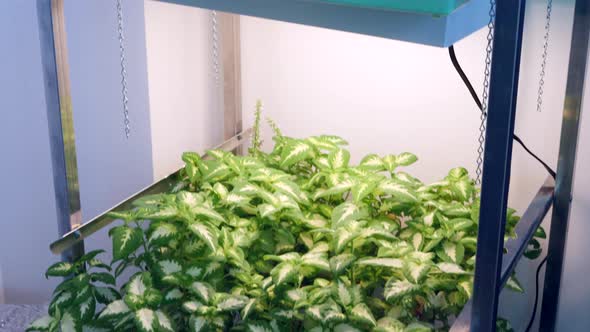 A cart with trays of plants with leaves growing in the back of a science research lab during an expe