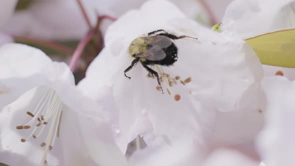 Bee Inside a Flower in the Garden