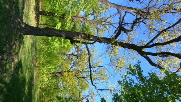 Vertical Video of the Forest in the Spring on a Sunny Day