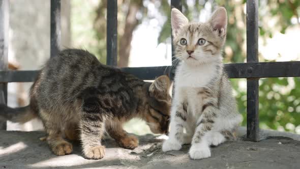 Two Homeless Kittens are Playing Under the Fence