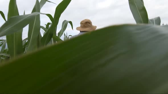 Adult Farmer Holds Tablet in the Corn Field and Examining Crops. Agronomist Examine Corn Plant