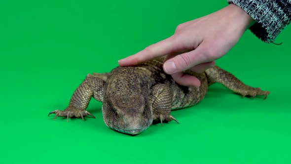 Savannah Monitor Lizard - Varanus Exanthematicus on Green Background. Close Up