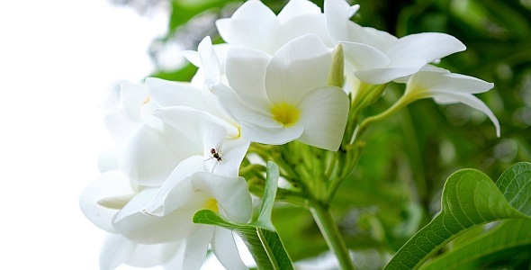 Pulmeria and Insect alt