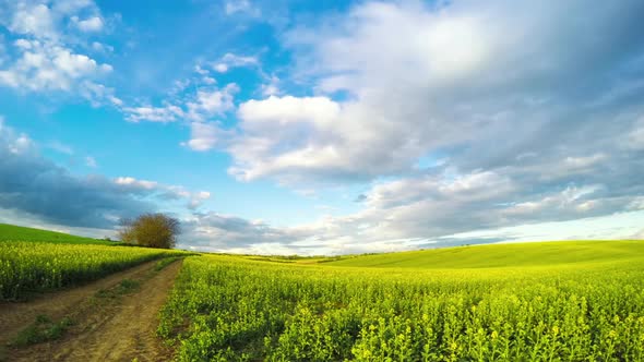 Clouds over the Rapeseed Field