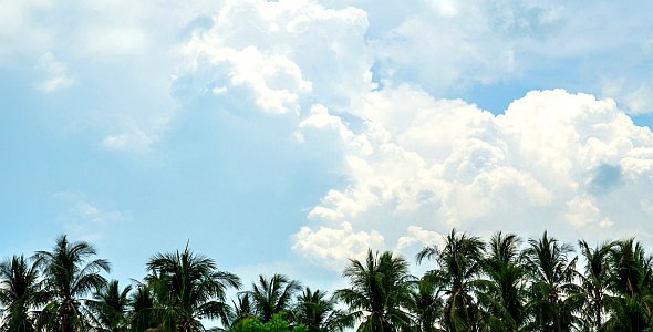 Action Bubbling Clouds Over Palms