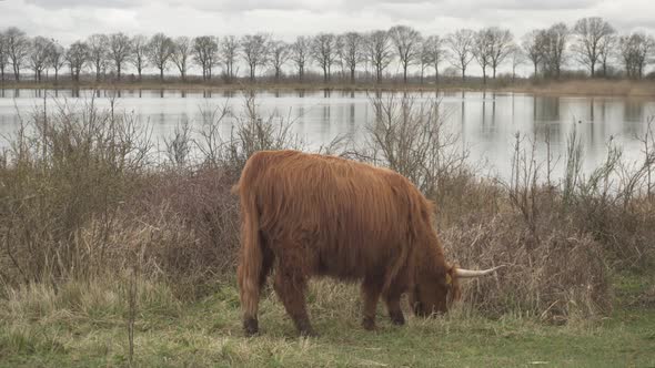 Highland cattle grazing on grass in rural countryside field