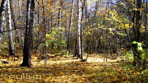 Forest in Autumn Season