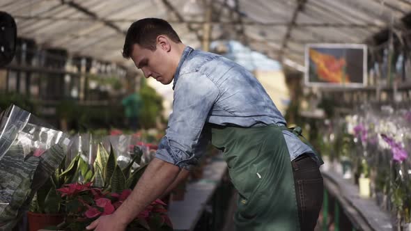 Handsome Smiling Male Gardener in Shirt and Green Apron Carrying Carton Box with Pink Flowers Plants