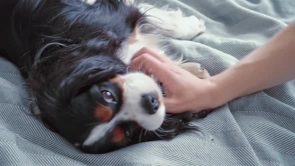 A Cute Beautiful Fluffy Dog with Big Ears Sleeps and Rests in Bed Lying on a Blue Plaid