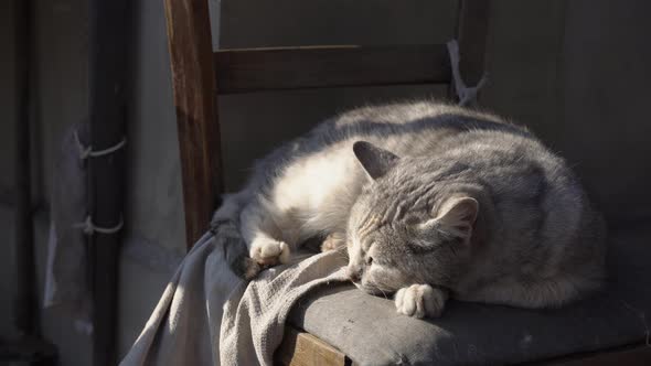 Homeless Gray Cat Lies on a Shabby Chair on the Street