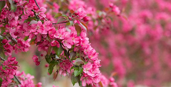 Blooming Trees in Orchard 03