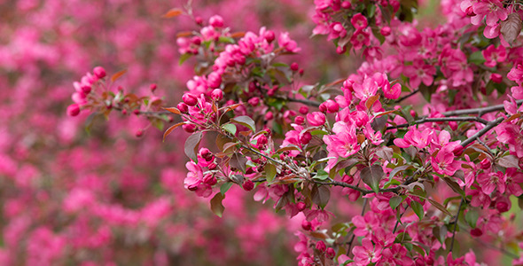 Blooming Trees in Orchard 02