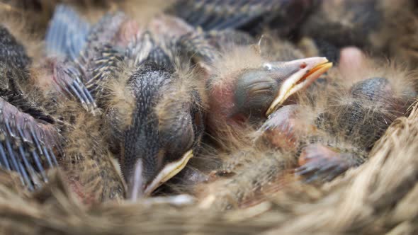 Newborn Thrush Nestlings Are Sleeping and Shivering on the Wind in a Nest Close Up