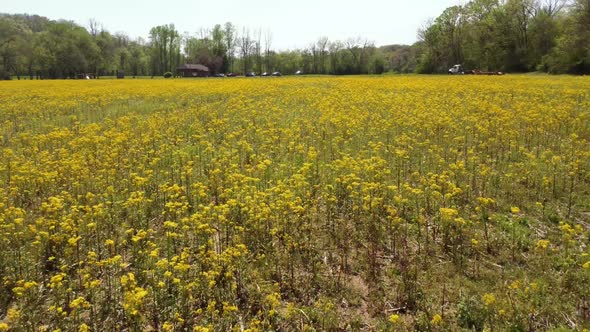 High-Speed Drone Flying Over Yellow Wild Flower Field