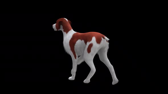 Brittany Dog Fast Walk Back Side View alt