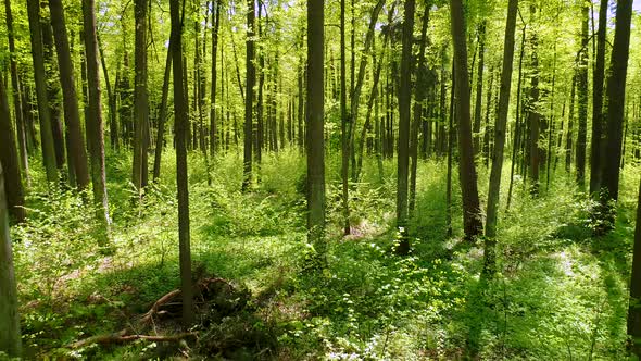 Flying Between the Trees in the Spring Forest