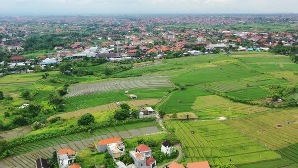 rice field terraces in rural area of Bali Island with Balinese homes in distance, aerial