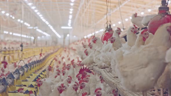 Close up of chickens in a large scale chicken farm