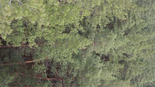 Vertical Video of Trees in a Pine Forest Slow Motion