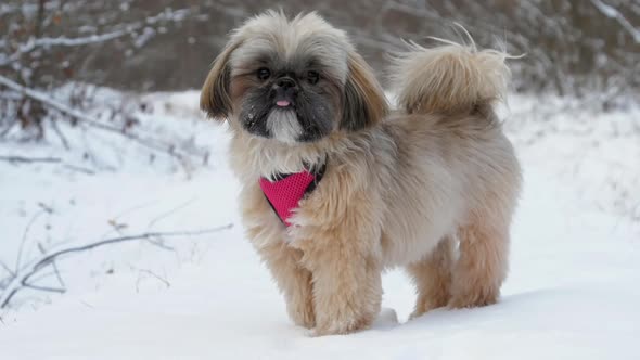 Brown Furry Dog with Purple Collar Stands on White Snow