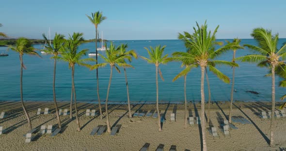 Palm Trees On Beach