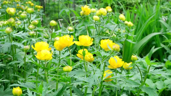 Globe-flower flower grows in the garden.