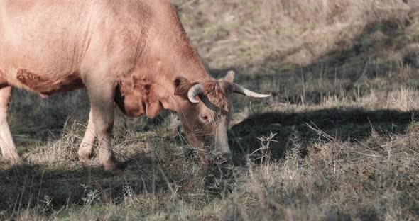 Alentejana Cow Grazing Grass In The Field In Portalegre, Alentejo, Portugal - Closeup Shot