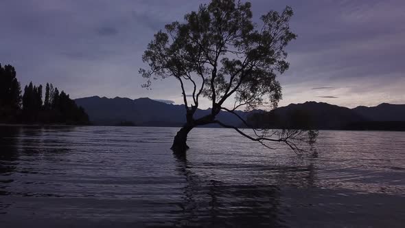 Wanaka Tree