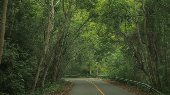 Drive In Forest