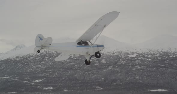 Aerial helicopter shot tracking large grizzly bear through tundra and underbrush, drone footage