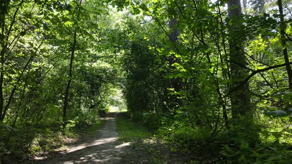 Natural Landscape in the Forest During the Day