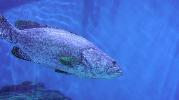 giant grouper (epinephelus lanceolatua) in water