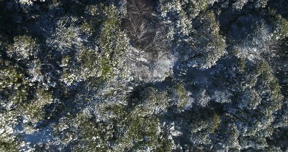 Aerial Straight Above Snow Covered Araucaria Monkey Puzzle Trees In Chilean Andes Mountains