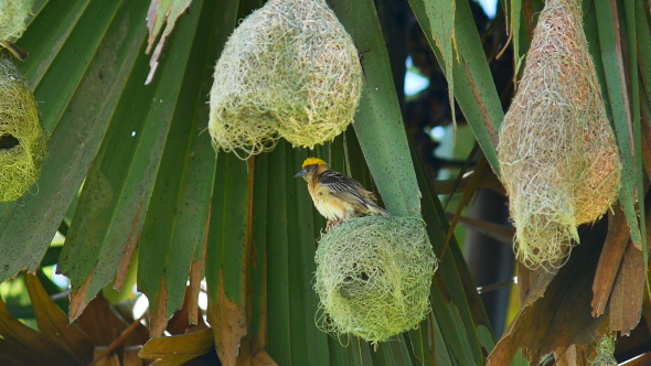 Bird And Nest On The Tree