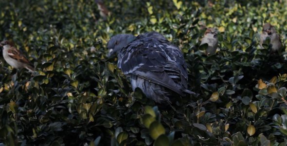 Pigeon and Sparrows in the Bush