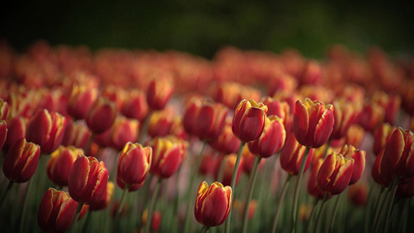 Red Tulips