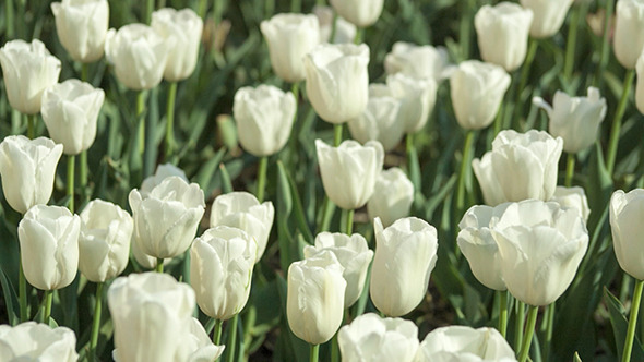 White Tulips