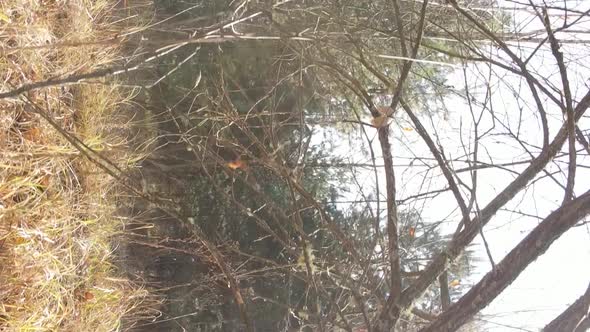 Vertical Video Autumn Forest with Trees in Ukraine Slow Motion