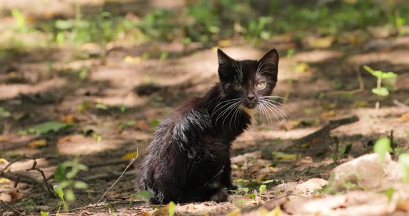 Stray Cat is an Unowned Domestic Cat That Lives Outdoors and Avoids Human Contact