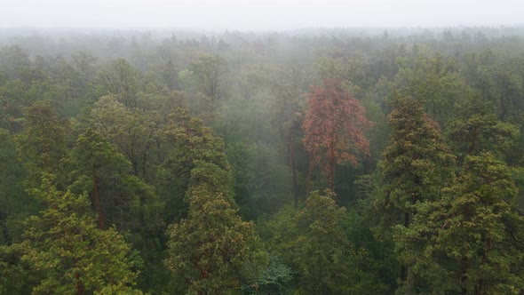 Forest in Fog in Rainy Autumn Weather. Ukraine. Aerial View, Slow Motion