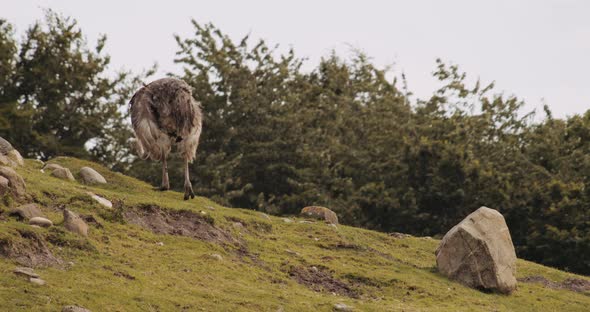 Ostrich Walking Up Grassy Hill In Safari Park