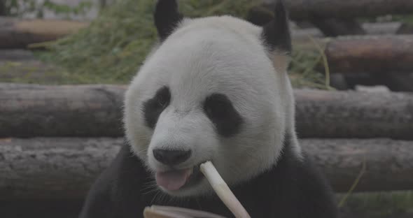 Cute Panda Eating Bamboo Stems at Zoo