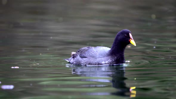 Close up shot of a red-fronted coot swimming on a pond. Panning right
